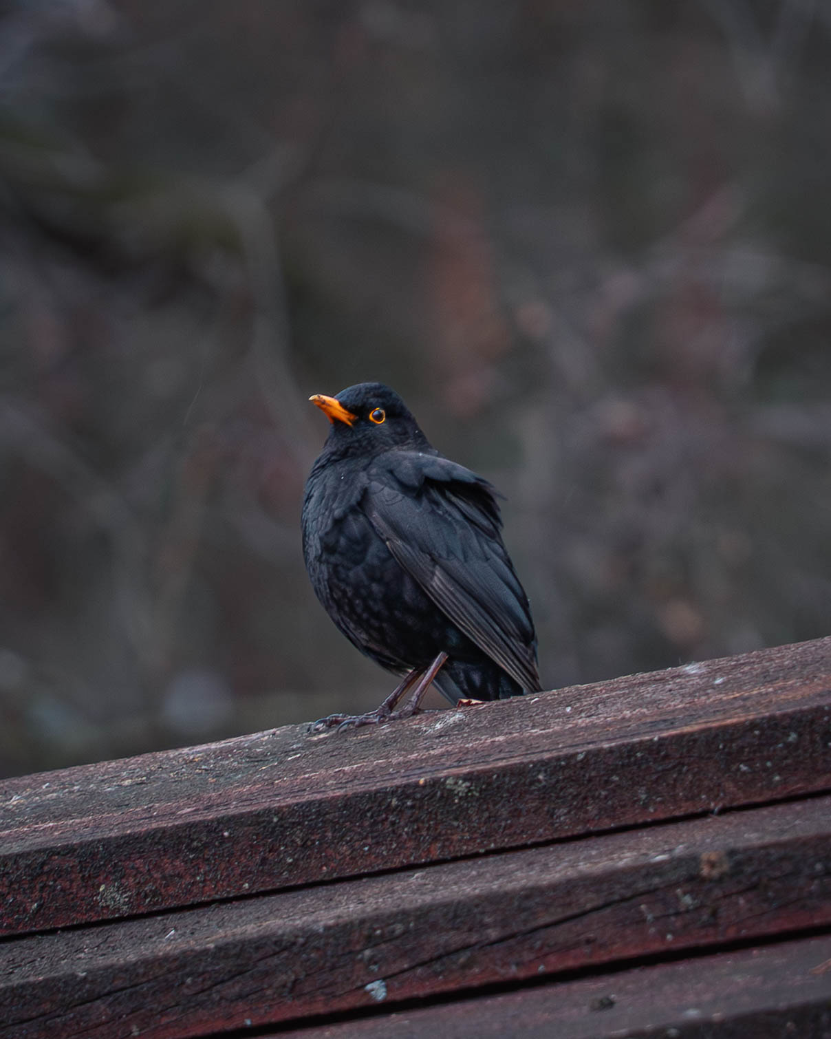 Sigma 20-200mm sample photo at 200mm showing blackbird